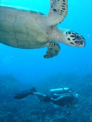 Turtle Crossing,Roatan-HN. by Anja Garrido Barnet 